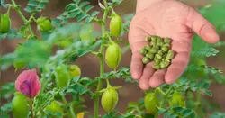 بذر نخود اعلای ایرانی ارگانیک بسته 20 عددی