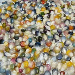 بذر ذرت گلس جم رنگین کمان بسته 20 عددی