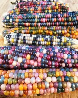 بذر ذرت گلس جم رنگین کمان بسته 20 عددی