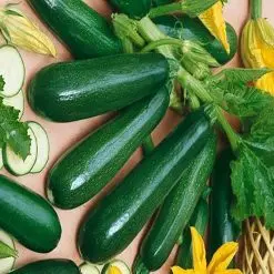 بذر کدو مسمایی پررنگ هیبرید بسته ۲۰ عددی