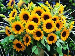 بذر گل آفتابگردان زینتی زرد پرگل بسته 50 عددی