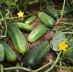 بذر خیار محلی اصفهان بسته 20 عددی