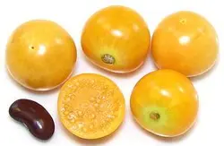 بذر فیسالیس غول آسیا هندی بسته ۳۰ عددی