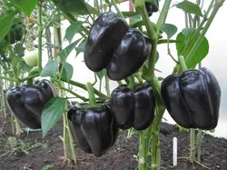 بذر فلفل دلمه مشکی آمریکایی بسته 10 عددی