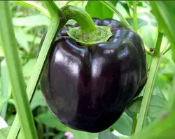 بذر فلفل دلمه مشکی آمریکایی بسته 10 عددی