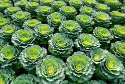 بذر کلم پیچ گرین استون هیبرید زودرس بسته 50 عددی