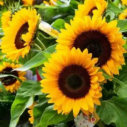 بذر آفتابگردان کله قوچی دور سفید اصیل ایرانی بسته 20 عددی