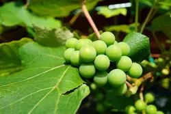 بذر بادمجان نخودی سبز خوشه ای تایلندی بسته 20 عددی
