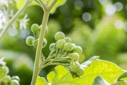 بذر بادمجان نخودی سبز خوشه ای تایلندی بسته 20 عددی