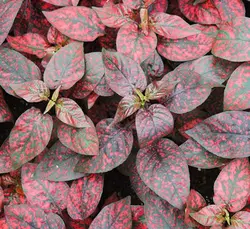 بذر گل سنگ قرمز خالدار آمریکایی هیبرید بسته 10 عددی