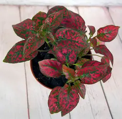 بذر گل سنگ قرمز خالدار آمریکایی هیبرید بسته 10 عددی