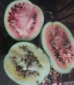 بذر هندوانه آجیلی محبوبی اصیل ایرانی بسته 20 عددی