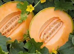 بذر گرمک اصیل ایرانی بسته 30 عددی
