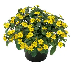 بذر گل آهار مینیاتوری مکزیکی پاکوتاه بسته 50 عددی