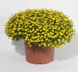 بذر گل آهار مینیاتوری مکزیکی پاکوتاه بسته 50 عددی