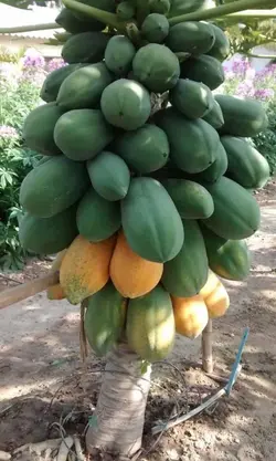 بذر پاپایا ردلیدی برزیلی پاکوتاه (خربزه درختی) بسته 5 عددی