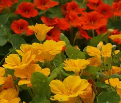 بذر گل لادن خوراکی بسته ۲۵ عددی