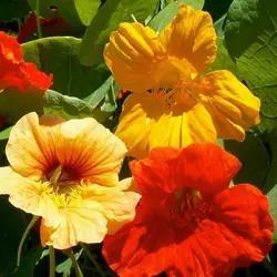 بذر گل لادن خوراکی بسته ۲۵ عددی