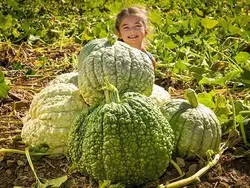 بذر کدو حلوایی Buen Gusto آمریکایی بسته 5 عددی