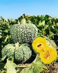 بذر کدو حلوایی Buen Gusto آمریکایی بسته 5 عددی