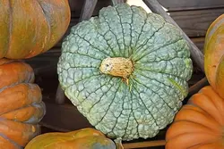 بذر کدو حلوایی Buen Gusto آمریکایی بسته 5 عددی