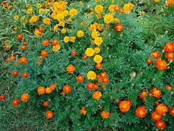 بذر گل جعفری مینیاتوری پاکوتاه رنگارنگ ایتالیایی بسته 100 عددی