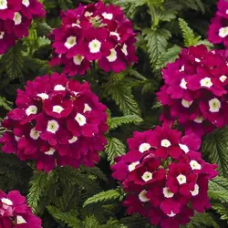 بذر گل شاهپسند قرمز خالدار معطر فوق پرگل ایتالیایی بسته 30 عددی