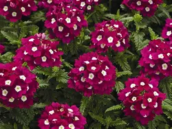 بذر گل شاهپسند قرمز خالدار معطر فوق پرگل ایتالیایی بسته 30 عددی