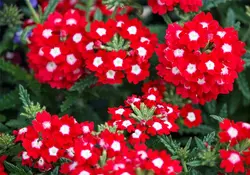 بذر گل شاهپسند قرمز خالدار معطر فوق پرگل ایتالیایی بسته 30 عددی