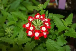 بذر گل شاهپسند قرمز خالدار معطر فوق پرگل ایتالیایی بسته 30 عددی