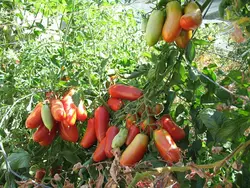 بذر گوجه فرنگی سان مارزانو ایتالیایی بسته 30 عددی
