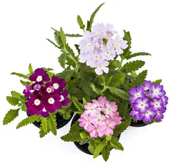 بذر گل شاهپسند سفید معطر فوق پرگل ایتالیایی بسته 30 عددی