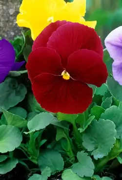 بذر گل بنفشه قرمز خوراکی تزئینی بسته 200 عددی