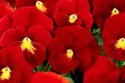 بذر گل بنفشه قرمز خوراکی تزئینی بسته 200 عددی