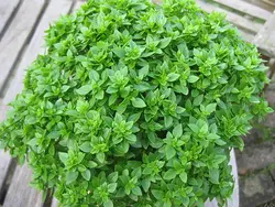 بذرریحان بوته ای برگ درشت خوش عطر ایتالیایی بسته 50 عدی