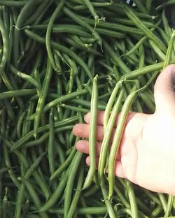 بذر لوبیا سبز رونده داربستی کانادایی بسته 20 عددی