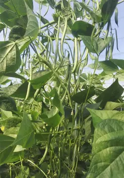 بذر لوبیا سبز رونده داربستی کانادایی بسته 20 عددی