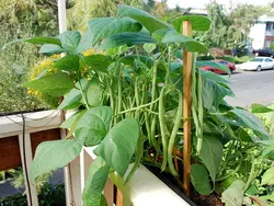 بذر لوبیا سبز رونده داربستی کانادایی بسته 20 عددی