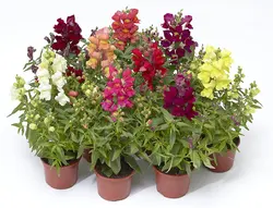 بذر گل میمون میکس هیبرید پاکوتاه گلدانی ژاپنی بسته 10عددی