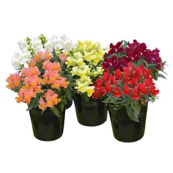 بذر گل میمون میکس هیبرید پاکوتاه گلدانی ژاپنی بسته 10عددی