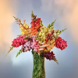 بذر گل میمون میکس هیبرید پاکوتاه گلدانی ژاپنی بسته 10عددی