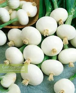بذر پیاز ترشی (بیبی پیاز) اسپانیایی بسته 100 عددی