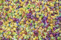 آبنبات چوبی 200 عددی الهام