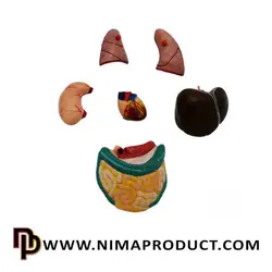 قیمت و خرید مولاژ نیم تنه بدن انسان با ماهیچه - نیما پروداکت