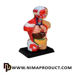 قیمت و خرید مولاژ نیم تنه بدن انسان با عضله بزرگ - نیما پروداکت