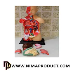 قیمت و خرید مولاژ نیم تنه بدن انسان با عضله بزرگ - نیما پروداکت