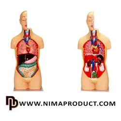 قیمت و خرید مولاژ آناتومی بدن انسان - نیما پروداکت