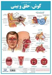 پوستر آموزشی طرح کالبدشناسی گوش، حلق و بینی