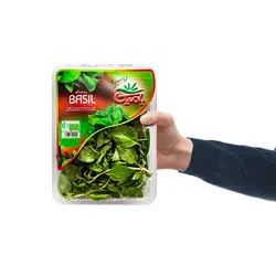 سبزی ریحان بامیکا