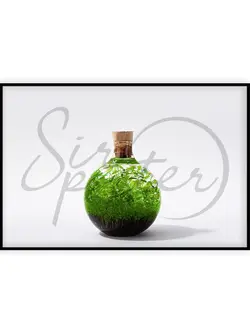 مینی تراریوم - mini terrarium